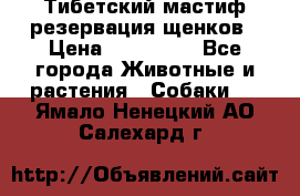 Тибетский мастиф резервация щенков › Цена ­ 100 000 - Все города Животные и растения » Собаки   . Ямало-Ненецкий АО,Салехард г.